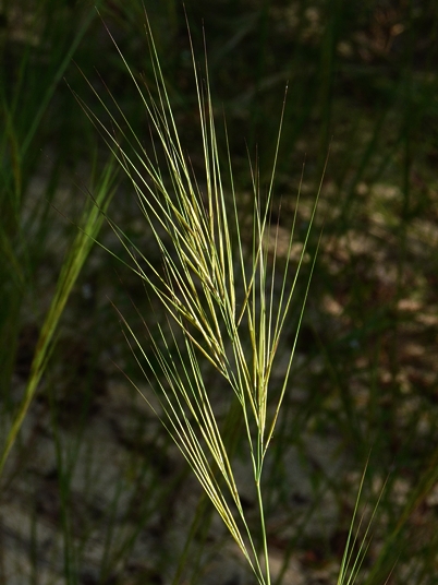 {Aristida tuberculosa}